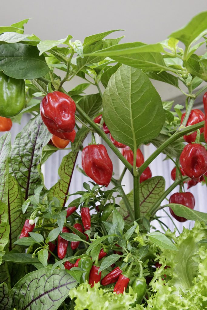 Paprika und anderes Snackgemüse gedeiht wunderbar im Sack. (Bild Picturegarden | Rohner)