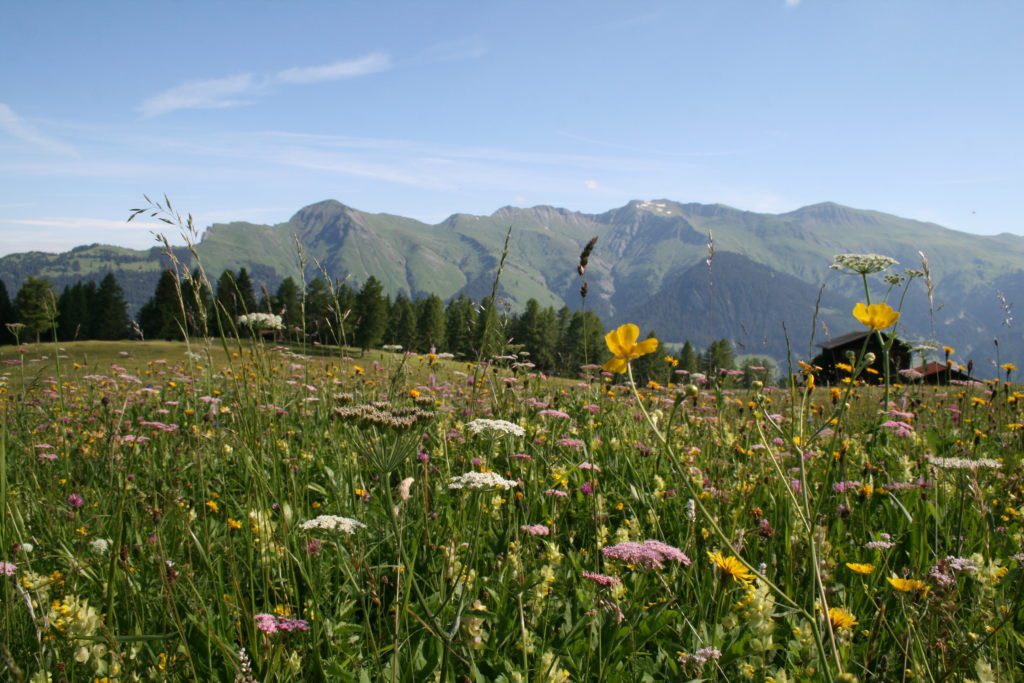 alps-of-tschiertschen-img_2032-c-pavel-laurencik-for-the-alpina