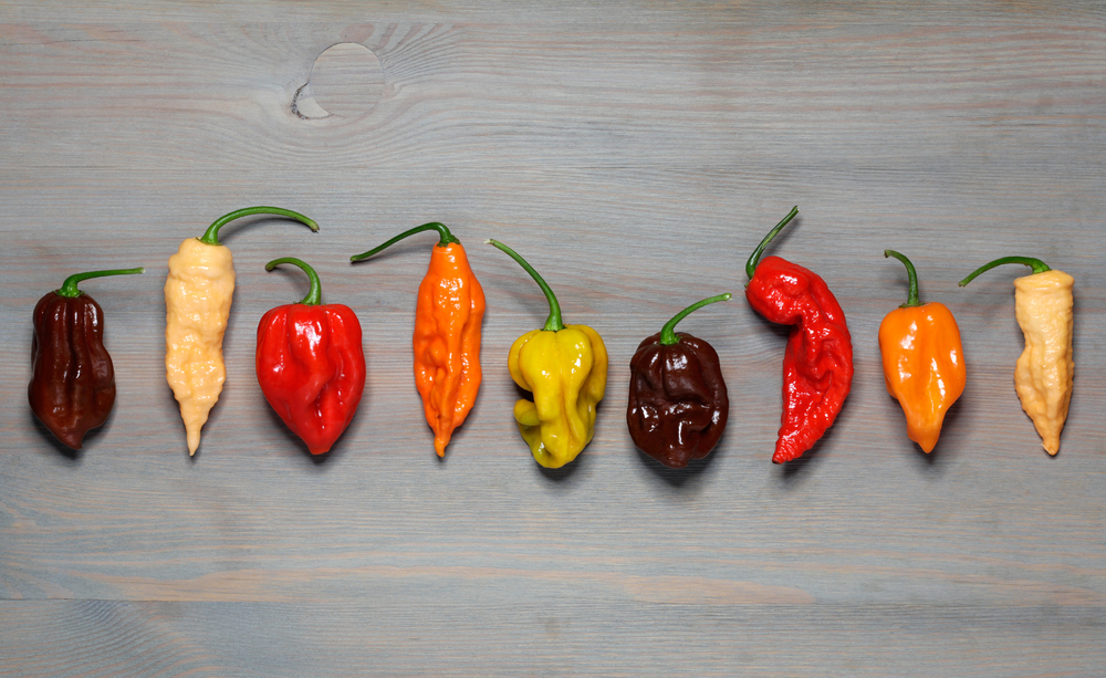 Weltweit gibt es hunderte Chilisorten, für die Scharfschmecker-Küche kommt man aber mit einer Hand voll verschiedener Chilis aus. (Bild: © HANA – shutterstock.com)